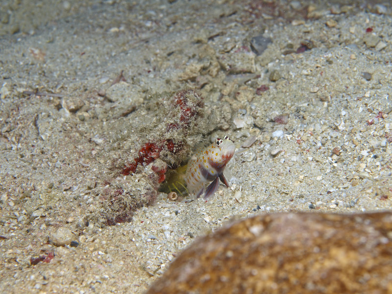 Goby, Manila Channel